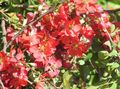 Gartenblumen Quitte, Chaenomeles-japonica rot Foto