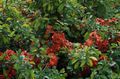 Zahradní květiny Kdoule, Chaenomeles-japonica červená fotografie