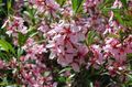 Hage blomster Mandel, Amygdalus rosa Bilde