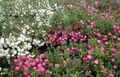 Zahradní květiny Chilské Wintergreen, Pernettya, Gaultheria mucronata bílá fotografie