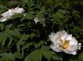 λευκό λουλούδι Παιωνία Δέντρο φωτογραφία και χαρακτηριστικά