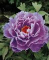 halványlila Virág Fa Bazsarózsa fénykép és jellemzők