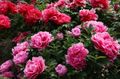Trädgårdsblommor Träd Pion, Paeonia-suffruticosa rosa Fil