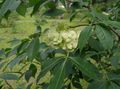 les fleurs du jardin Arbre Hop, Frêne Puant, Des Cendres De Plaquette, Ptelea trifoliata vert Photo