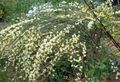 ბაღის ყვავილები ცოცხი, Cytisus ყვითელი სურათი