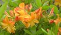 oranžový Kvetina Azalky, Pinxterbloom fotografie a vlastnosti
