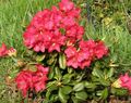 Ogrodowe Kwiaty Azalie, Pinxterbloom, Rhododendron czerwony zdjęcie