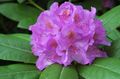 Gradina Flori Azalee, Pinxterbloom, Rhododendron liliac fotografie
