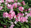 roz Floare Azalee, Pinxterbloom fotografie și caracteristici