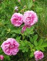园林花卉 海滩玫瑰, Rosa-rugosa 粉红色 照