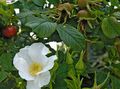 Ogrodowe Kwiaty Beach Rose, Rosa-rugosa biały zdjęcie