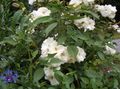 Flores de jardín Polyantha Rosa, Rosa polyantha blanco Foto