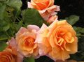 Garden Flowers Polyantha rose, Rosa polyantha orange Photo