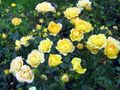 Tuin Bloemen Polyantha Steeg, Rosa polyantha yellow foto