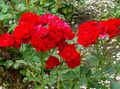 κόκκινος λουλούδι Polyantha Τριαντάφυλλο φωτογραφία και χαρακτηριστικά