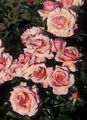Kerti Virágok Grandiflora Emelkedett, Rose grandiflora rózsaszín fénykép