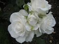 Garden Flowers Grandiflora rose, Rose grandiflora white Photo