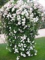 Dārza Ziedi Rožu Rambler, Kāpšana Rozes, Rose Rambler balts Foto