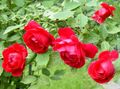 červená Květina Růže Tramp, Horolezectví Růže fotografie a charakteristiky