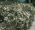 les fleurs du jardin Couverture Du Sol Rose, Rose-Ground-Cover blanc Photo