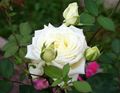 Vrtne Cvjetovi Hibridni Čaj Ruža, Rosa bijela Foto