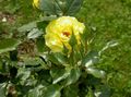 Trädgårdsblommor Hybrid Tea Steg, Rosa gul Fil