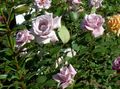 Ogrodowe Kwiaty Hybrydowe Herbaty Wzrosła, Rosa liliowy zdjęcie