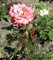 Trädgårdsblommor Hybrid Tea Steg, Rosa apelsin Fil