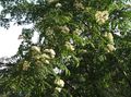 Sodo Gėlės Rowan, Šermukšnis, Sorbus aucuparia baltas Nuotrauka