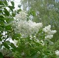 Záhradné kvety Spoločné Orgován, Francúzsky Orgován, Syringa vulgaris biely fotografie