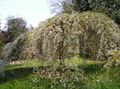 Gartenblumen Prunus, Pflaumenbaum weiß Foto
