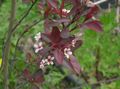 Hage blomster Prunus, Plommetre hvit Bilde
