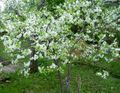 Garden Flowers Prunus, plum tree white Photo