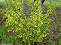 Садовыя Кветкі Парэчка, Ribes жоўты фота