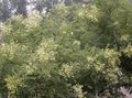 Hage blomster Japanese Pagode Tre, Lærd Treet, Sophora hvit Bilde
