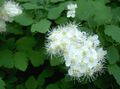Ogrodowe Kwiaty Spirea, Zasłona Dla Nowożeńców, W Maybush, Spiraea biały zdjęcie