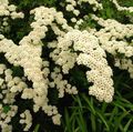 Zahradní květiny Tavolník, Svatební Závoj, Maybush, Spiraea bílá fotografie