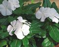bílá Květina Obyčejný Brčál, Plíživý Myrta, Flower-Of-Smrti fotografie a charakteristiky
