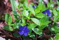 kék  Közös Télizöld, Kúszó Mirtusz, Virág-Of-Halál fénykép és jellemzők