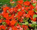 Λουλούδια κήπου Κοινή Μυρτιά, Υφέρπουσα Μυρτιά, Λουλούδι Του Θανάτου, Vinca minor κόκκινος φωτογραφία