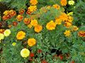 Ogrodowe Kwiaty Marigold, Tagetes pomarańczowy zdjęcie