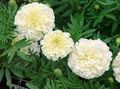 Ogrodowe Kwiaty Marigold, Tagetes biały zdjęcie