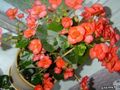 оранжевый Цветок Бегония вечноцветущая Фото и характеристика