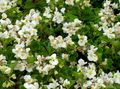 Záhradné kvety Vosk Begónie, Begonia semperflorens cultorum biely fotografie