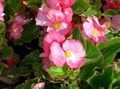 Záhradné kvety Vosk Begónie, Begonia semperflorens cultorum ružová fotografie