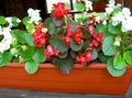 Ogrodowe Kwiaty Kiedykolwiek Kwitnienia Begonii, Begonia semperflorens cultorum czerwony zdjęcie