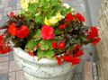 Λουλούδια κήπου Κερί Μπιγκόνια, Κονδυλώδη Begonia, Begonia tuberhybrida κόκκινος φωτογραφία