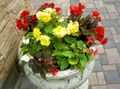 gul Blomst Voks Begonia, Knolde Begonia Foto og egenskaber