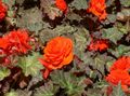 oranžna Cvet Vosek Begonia, Gomolji Begonia fotografija in značilnosti