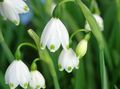 Bledule Jarní, St. Květina Agnes ', Leucojum bílá fotografie